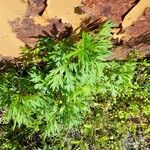 Artemisia verlotiorum Hoja