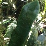 Antrophyum boryanum Hoja