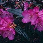 Rhododendron adenogynum Flower