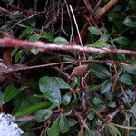 Cotoneaster integrifolius Blad