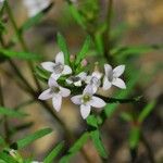 Houstonia longifolia Virág