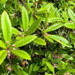 Berberis julianae 叶