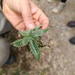 Plantago serraria Hoja
