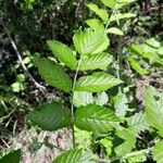 Rubus apetalus Folha