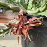 Orbea caudata Blomst