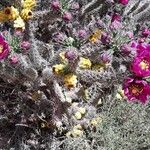 Opuntia imbricata Blüte