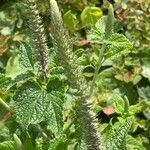 Teucrium hircanicum Blad