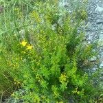 Hypericum empetrifolium Habit