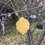 Crataegus douglasii Blatt