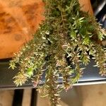 Micromeria nervosa Hoja