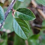 Cotoneaster simonsii Blad