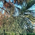 Sequoiadendron giganteum Leaf