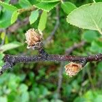 Betula humilis Fruto