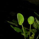 Dorstenia contrajerva Fruto