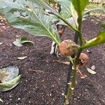 Solanum macrocarpon Frucht