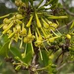 Coptosperma graveolens Blomma