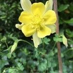 Aquilegia vulgarisÇiçek