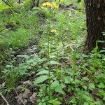 Crepis lampsanoides Çiçek