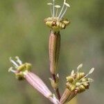 Silene skorpilii Flower