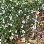 Symphyotrichum ericoides Květ