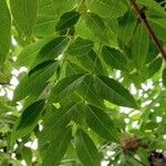 Swietenia mahagoni Ліст