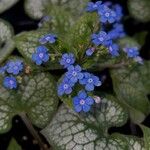 Brunnera macrophyllaКвітка