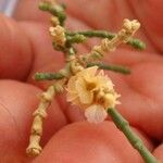 Anabasis articulata Flower