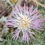 Galactites tomentosusLorea