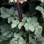 Scrophularia trifoliata Likasa