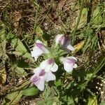 Bellardia trixago Blüte