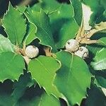 Quercus ilex Fruit