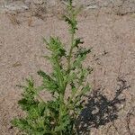 Dysphania botrys Libunga