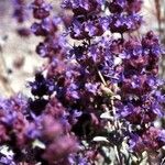 Salvia dorrii Habit