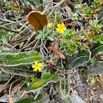 Oxalis spiralis Feuille