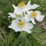 Anemonastrum narcissiflorum Blüte