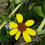 Coreopsis tinctoria Květ