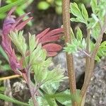 Fumaria densiflora Leaf