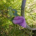 Gossypium sturtianum പുഷ്പം