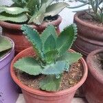 Kalanchoe ceratophylla ᱥᱟᱠᱟᱢ