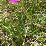 Geranium subcaulescens Blüte