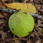 Juglans nigra Fruit