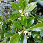 Pittosporum heterophyllum Blatt