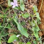 Ruellia prostrata Лист