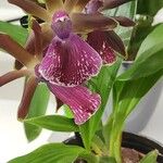 Zygopetalum maculatum Hábito