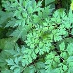 Bidens bipinnata Leaf