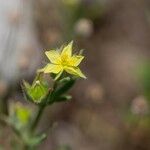 Helianthemum ledifolium Цвят