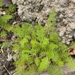 Daucus pusillus Leaf