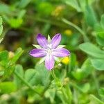 Triodanis perfoliata Blüte