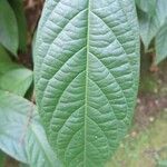 Combretum indicum 葉