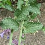 Nepeta grandiflora Hoja